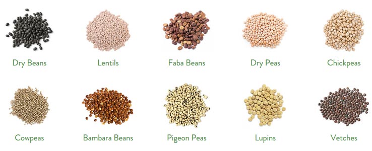 10 common types of pulses: Dry Beans, Lentils, Faba Beans, Dry Peas, Chickpeas, Bambara Beans, Pigeon Peas, Lupins and Vetches