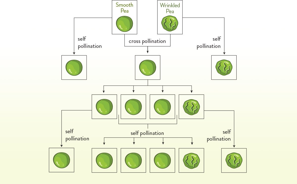 Pea Inheritance Chart