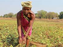 Urmila Pujari farming in India