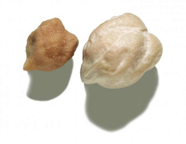 Desi (left) and Kabuli (right) chickpeas