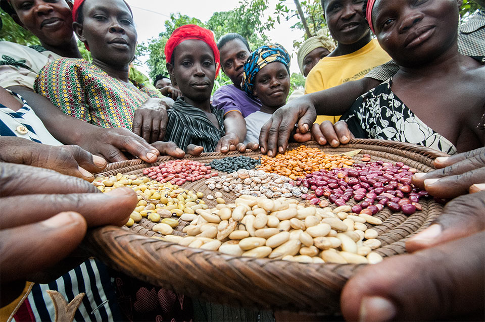 First droughtresilient, high iron beans for Uganda released Pulses