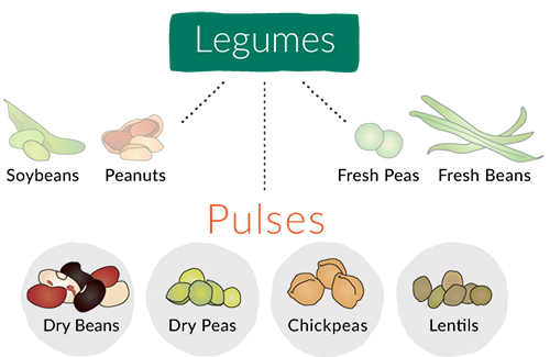 What Are Legumes?