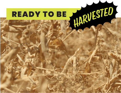 Ready to be Harvested